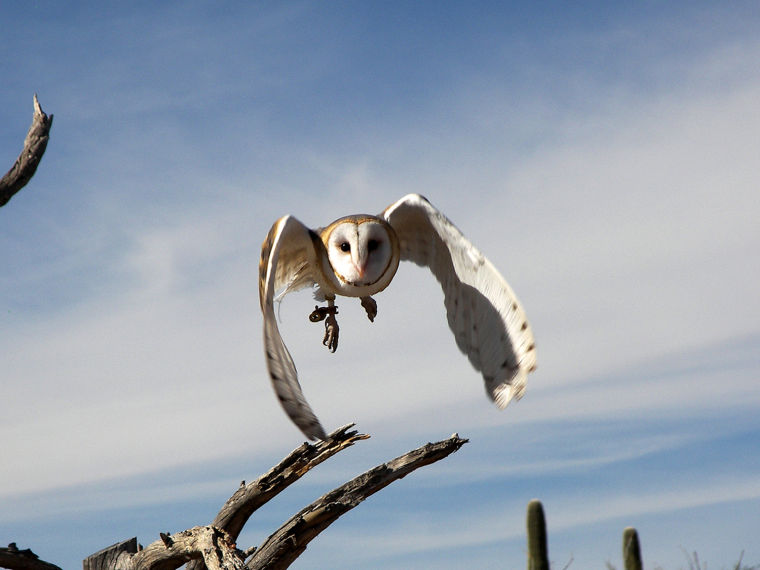 Barn Owl